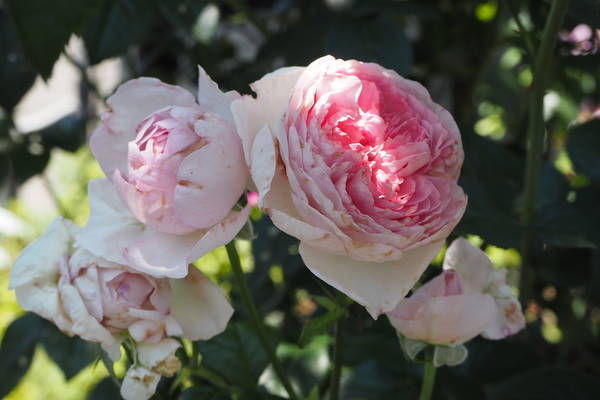 f:id:midorineko_cutter_mat:20210531133513j:plain