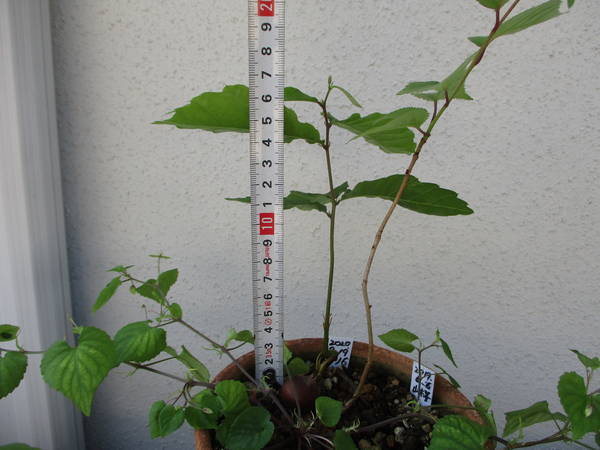 f:id:midorineko_cutter_mat:20210531212002j:plain