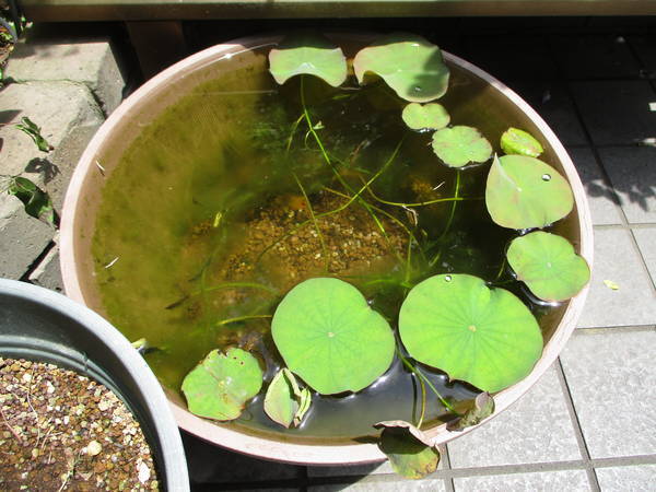 f:id:midorineko_cutter_mat:20210611223559j:plain