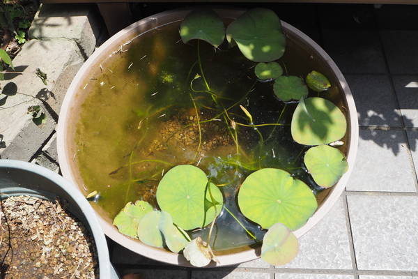 f:id:midorineko_cutter_mat:20210611223610j:plain