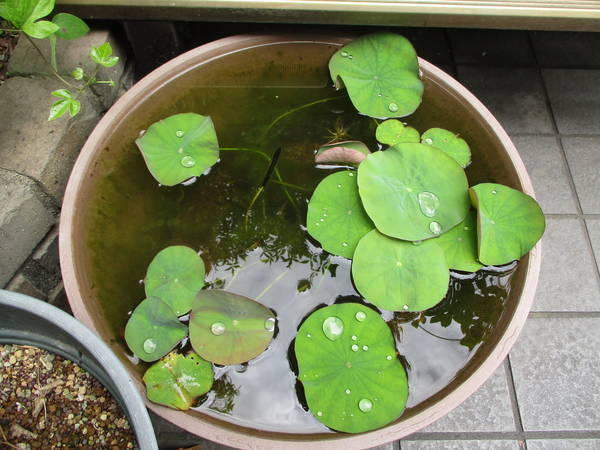 f:id:midorineko_cutter_mat:20210611223623j:plain