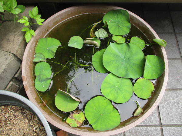 f:id:midorineko_cutter_mat:20210611223633j:plain