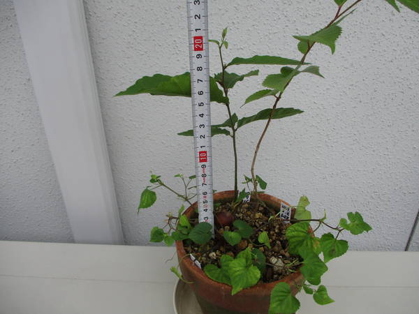 f:id:midorineko_cutter_mat:20210612105341j:plain