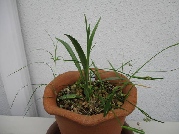 f:id:midorineko_cutter_mat:20210612113427j:plain