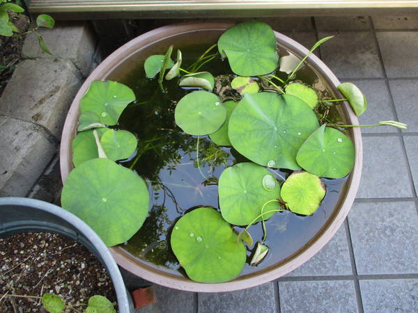 f:id:midorineko_cutter_mat:20210617204729j:plain