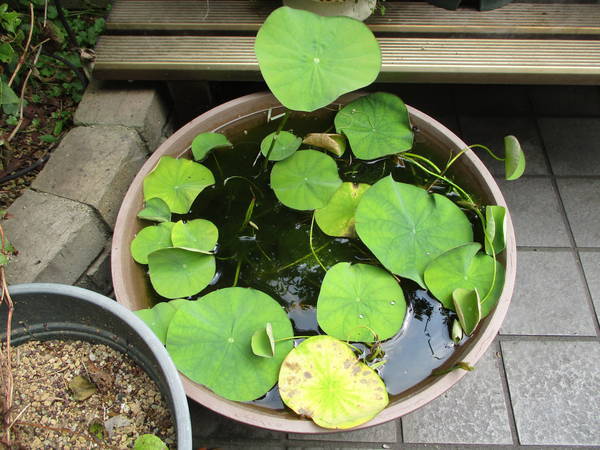 f:id:midorineko_cutter_mat:20210624224903j:plain