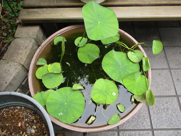 f:id:midorineko_cutter_mat:20210626155826j:plain