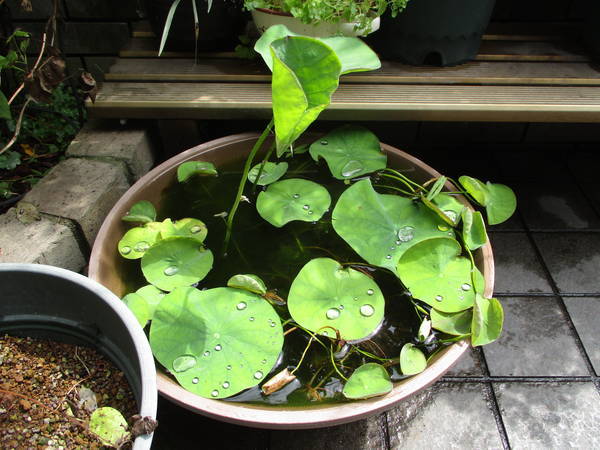 f:id:midorineko_cutter_mat:20210629103827j:plain