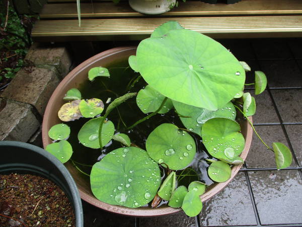 f:id:midorineko_cutter_mat:20210702184514j:plain