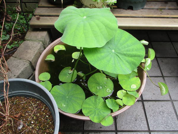 f:id:midorineko_cutter_mat:20210706134618j:plain