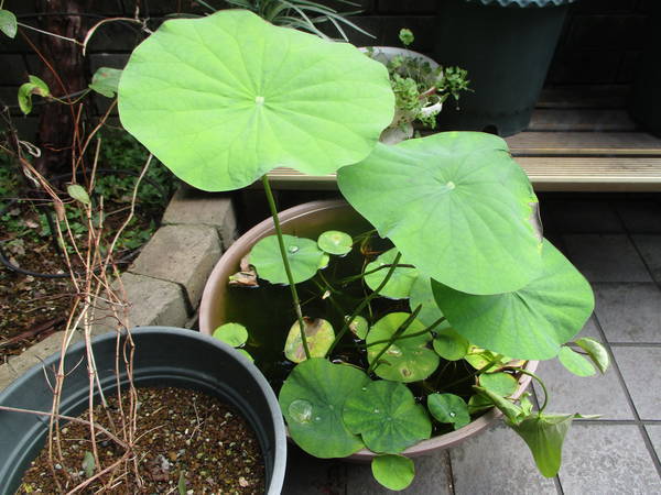 f:id:midorineko_cutter_mat:20210713113655j:plain