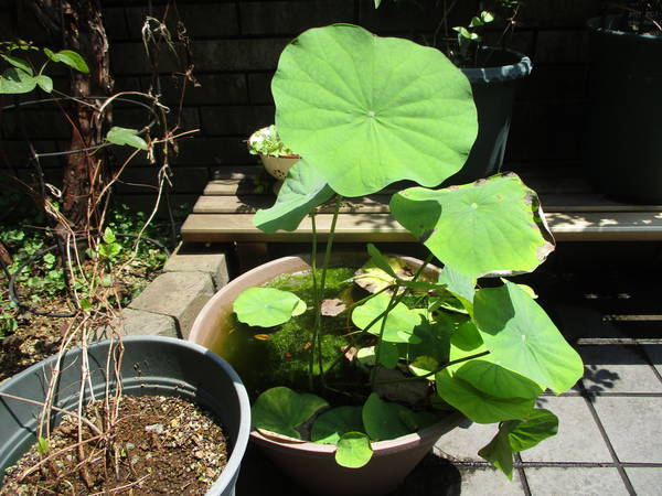 f:id:midorineko_cutter_mat:20210720164523j:plain