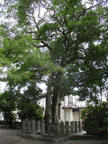 f:id:midorineko_cutter_mat:20210729094855j:plain