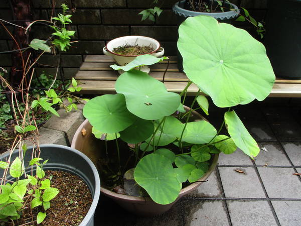 f:id:midorineko_cutter_mat:20210803114607j:plain