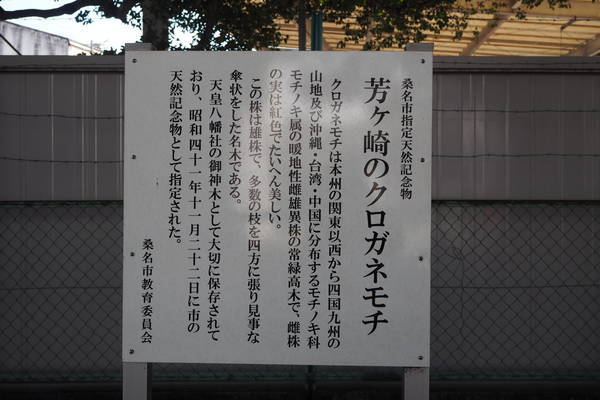 f:id:midorineko_cutter_mat:20220123215025j:plain