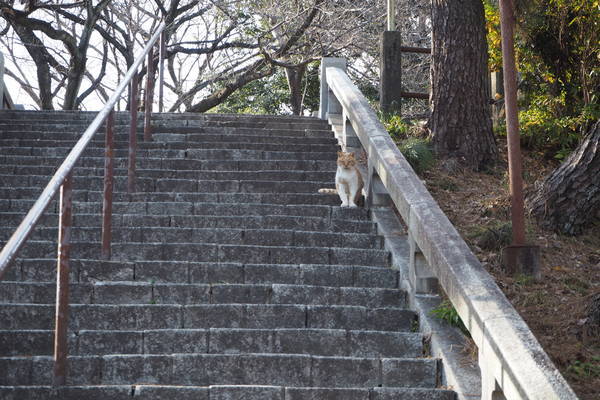 f:id:midorineko_cutter_mat:20220125092611j:plain