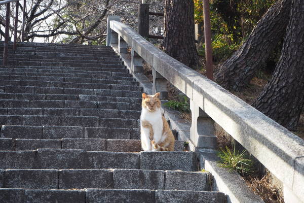 f:id:midorineko_cutter_mat:20220125092625j:plain