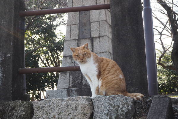 f:id:midorineko_cutter_mat:20220125092652j:plain
