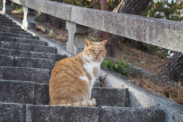 f:id:midorineko_cutter_mat:20220125092704j:plain