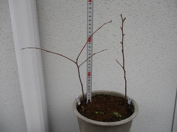 f:id:midorineko_cutter_mat:20220403200850j:plain
