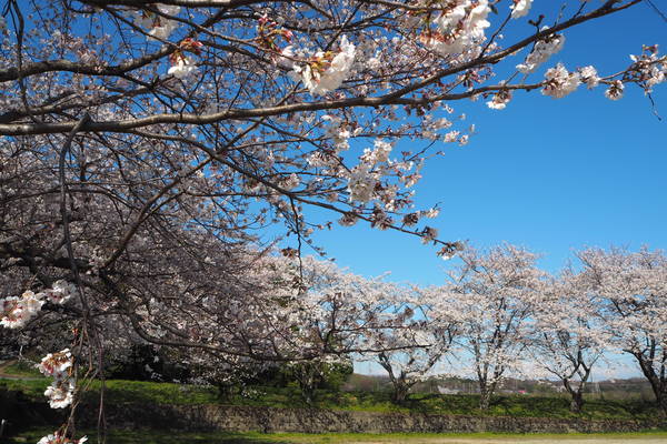 f:id:midorineko_cutter_mat:20220405095545j:plain