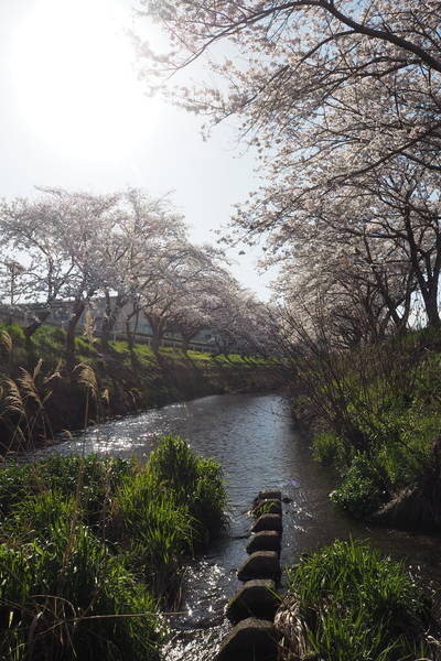 f:id:midorineko_cutter_mat:20220405103602j:plain