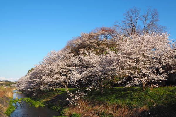 f:id:midorineko_cutter_mat:20220405104111j:plain
