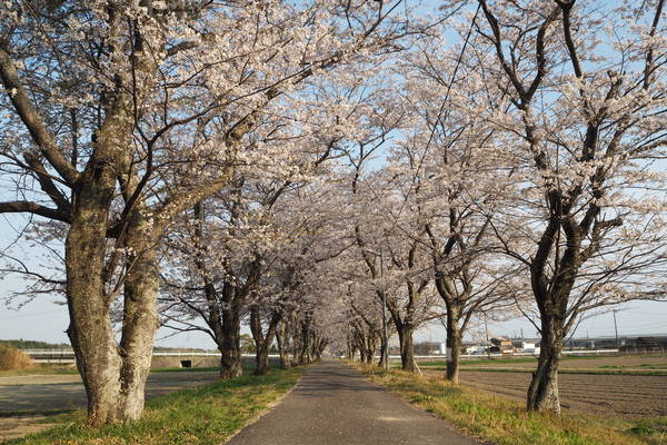 f:id:midorineko_cutter_mat:20220406214157j:plain