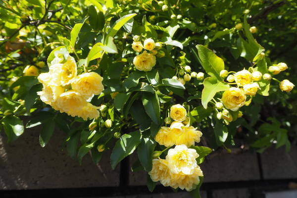 f:id:midorineko_cutter_mat:20220416205937j:plain