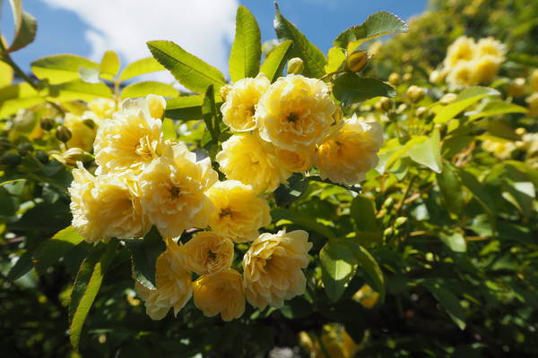 f:id:midorineko_cutter_mat:20220416205951j:plain