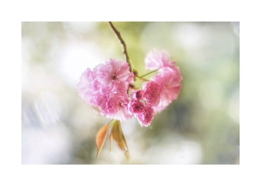 f:id:midoripiano4321:20220415213052j:image