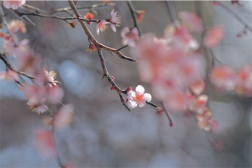 f:id:midoripiano4321:20230121194522j:image f:id:midoripiano4321:20230121194522j:image