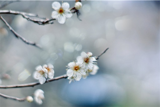 f:id:midoripiano4321:20230214101347j:image f:id:midoripiano4321:20230214101347j:image