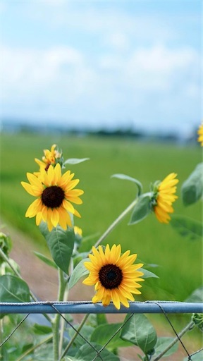 f:id:midoripiano4321:20230724090257j:image f:id:midoripiano4321:20230724090257j:image