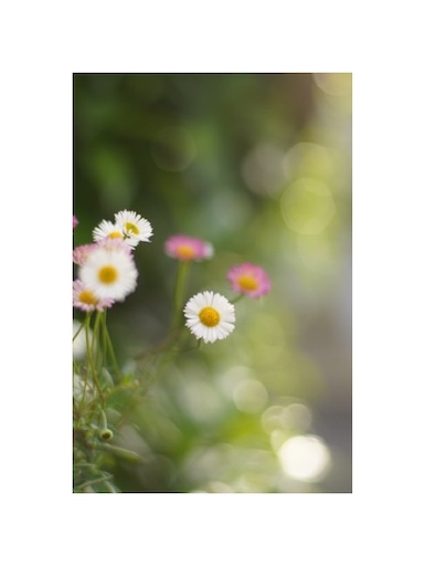 f:id:midoripiano4321:20230810211045j:image f:id:midoripiano4321:20230810211045j:image