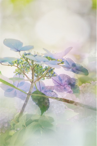 f:id:midoripiano4321:20240624091247j:image