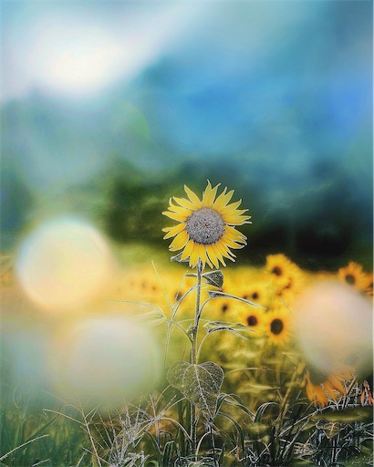 f:id:midoripiano4321:20240724090747j:image