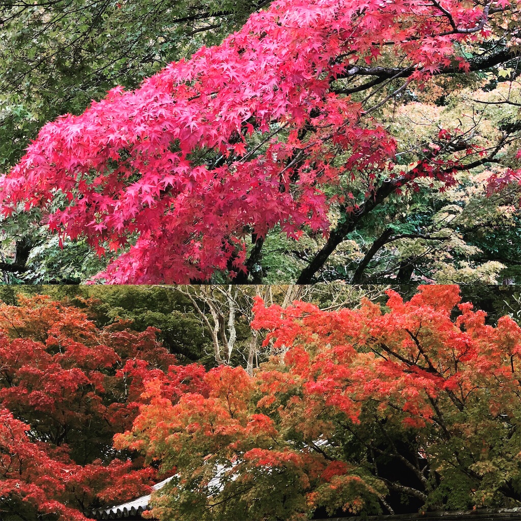 f:id:midorish:20181105213758j:image