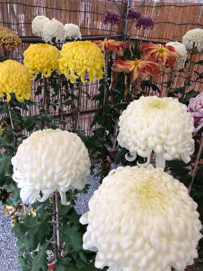 f:id:midorish:20181124212453j:image f:id:midorish:20181124212453j:image