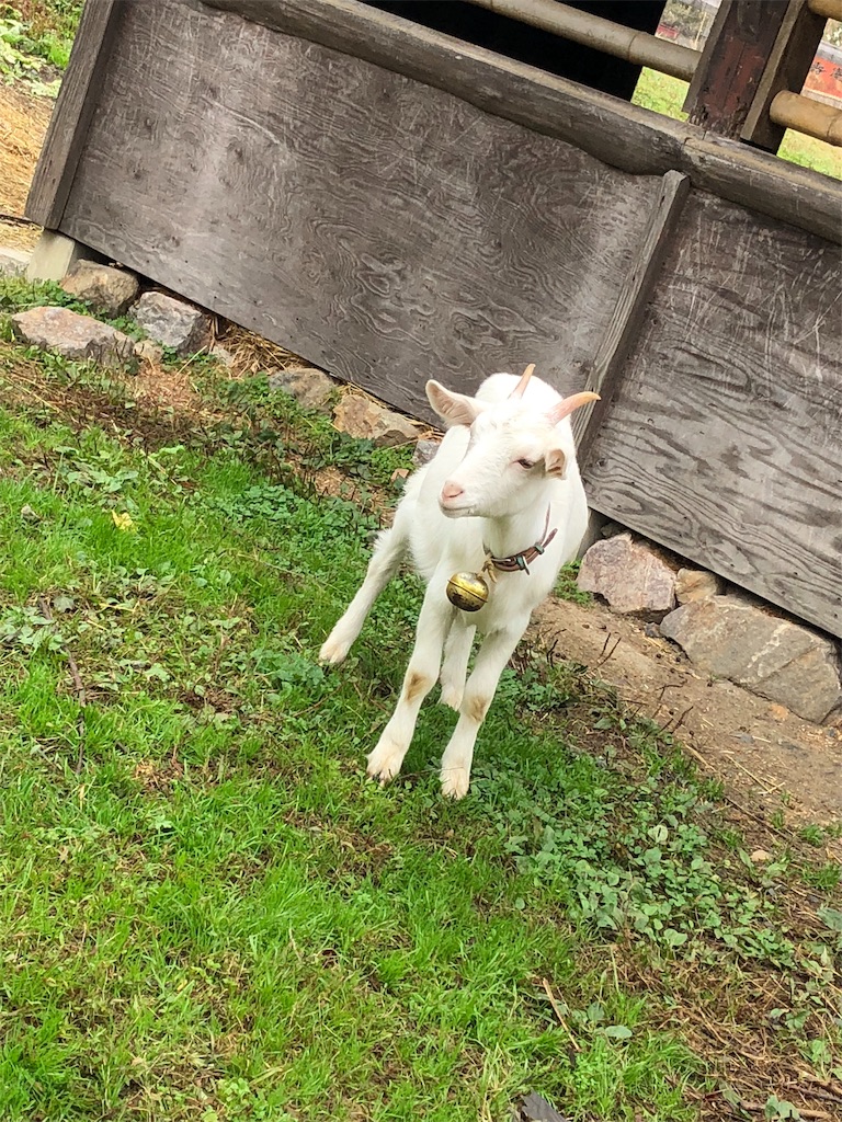 f:id:midorish:20181124212721j:image f:id:midorish:20181124212721j:image