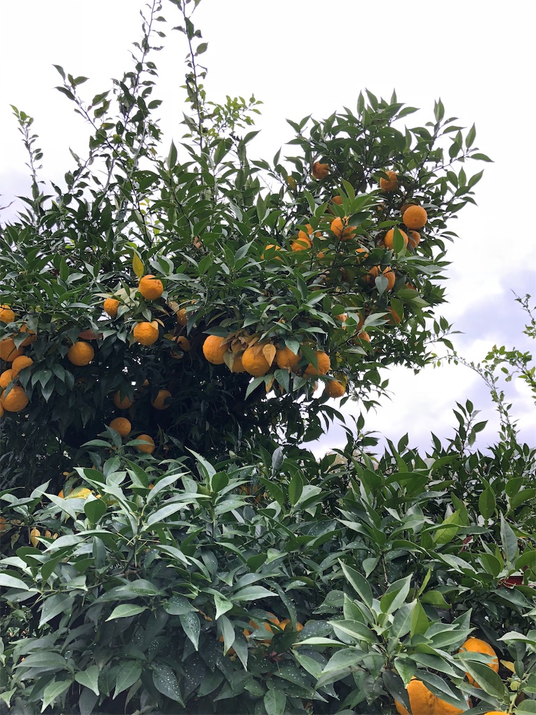 f:id:midorish:20181124212725j:image f:id:midorish:20181124212725j:image