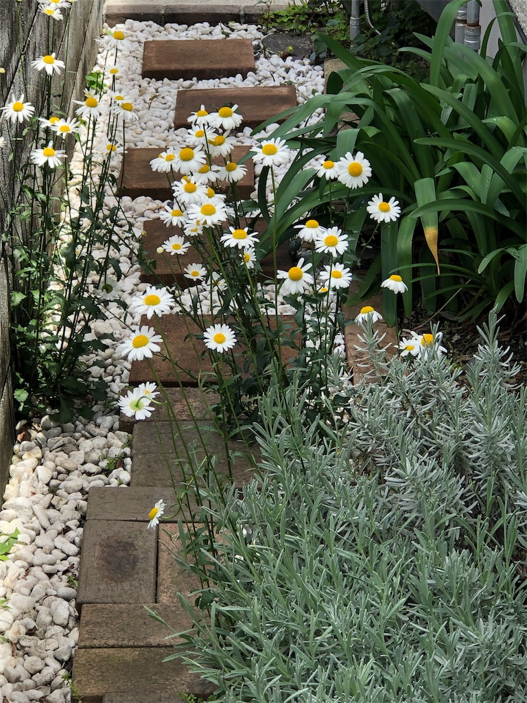 f:id:midorish:20190521125728j:image