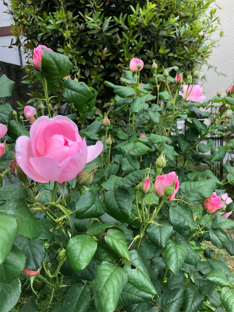 f:id:midorish:20190521130002j:image
