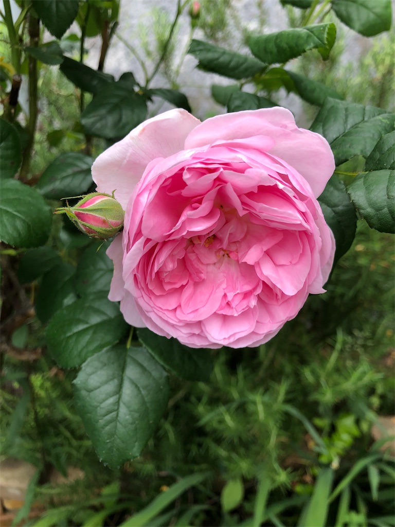 f:id:midorish:20190521130013j:image
