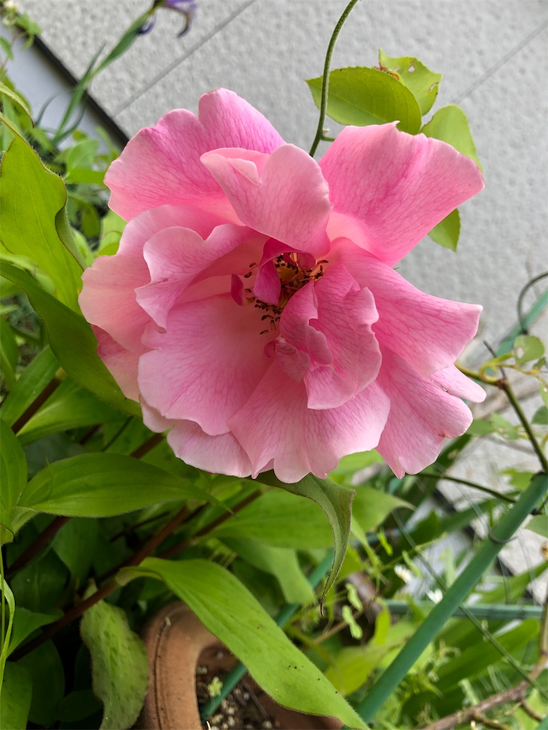 f:id:midorish:20190521130044j:image
