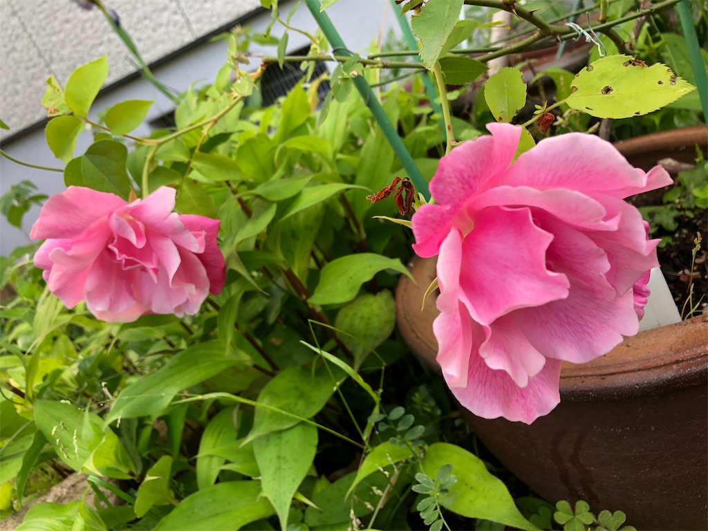 f:id:midorish:20190521130048j:image