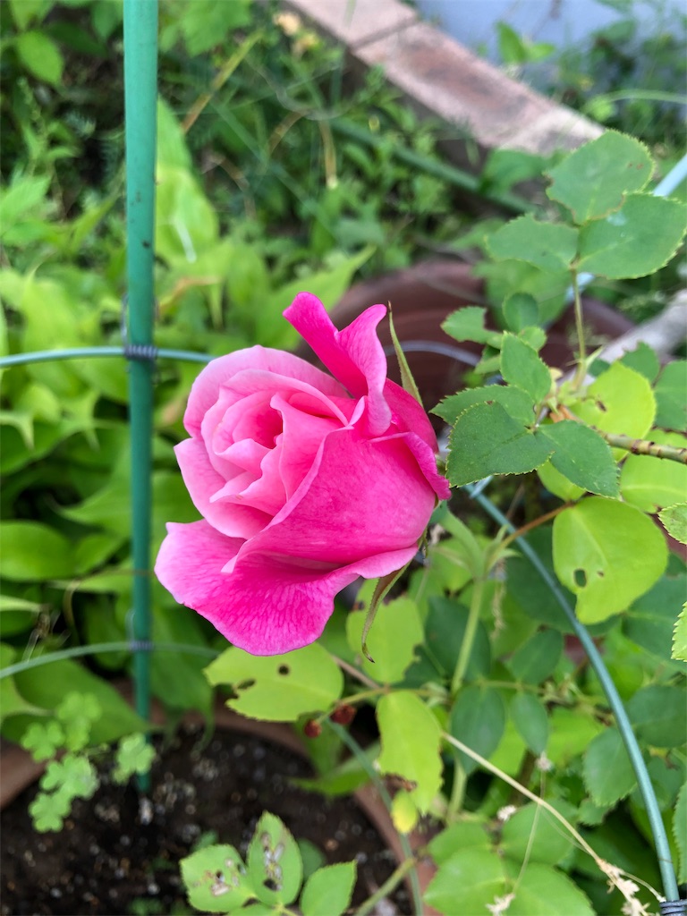 f:id:midorish:20190521130051j:image
