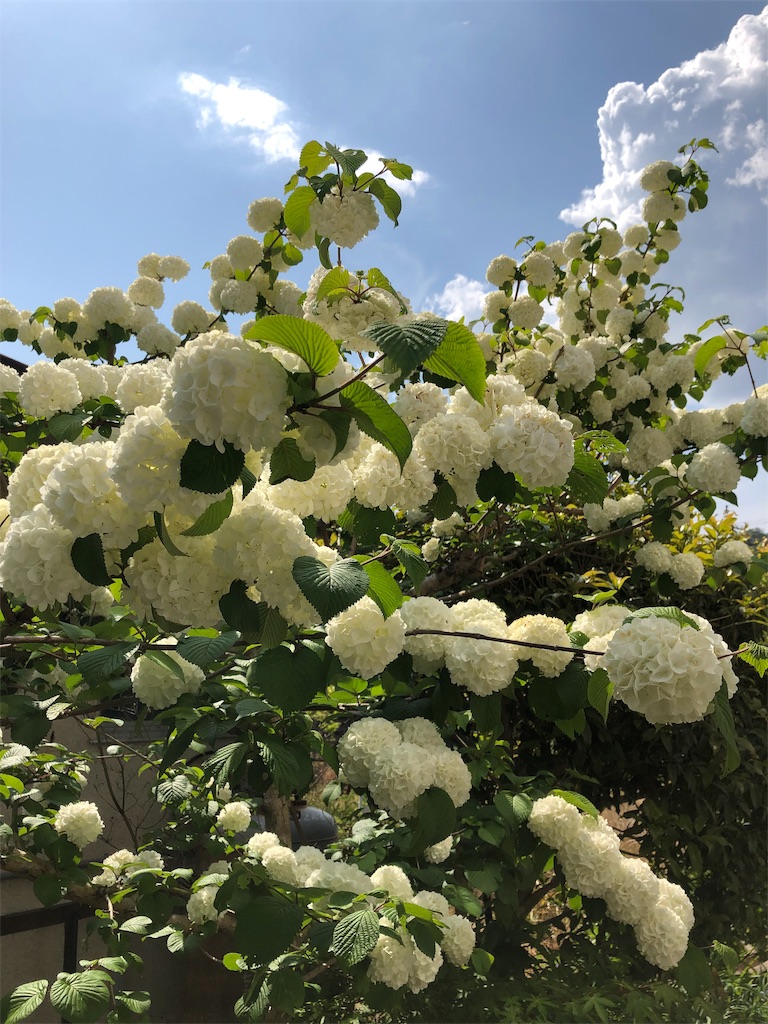 f:id:midorish:20190521130533j:image