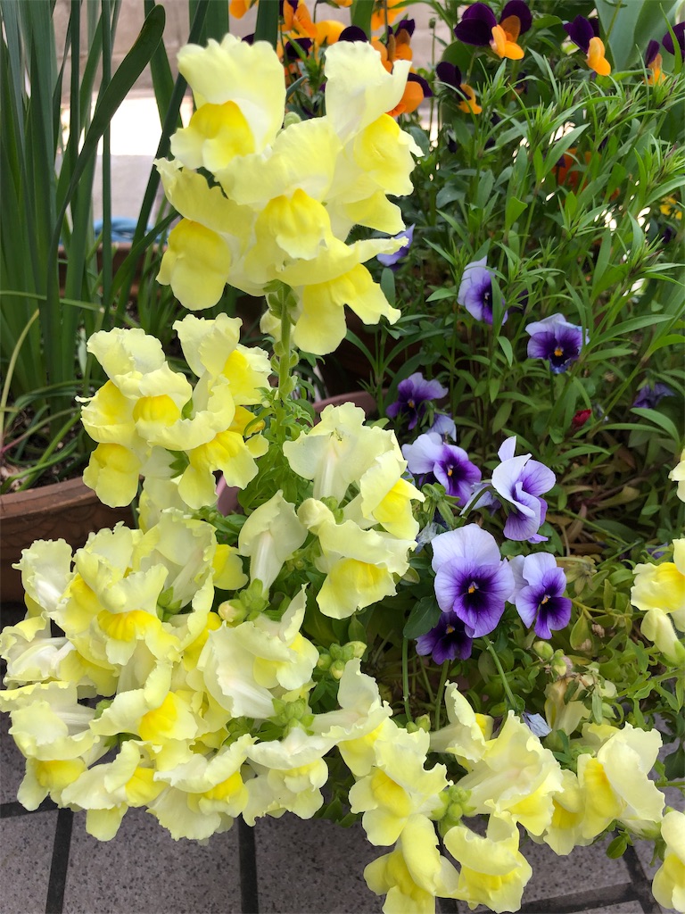 f:id:midorish:20190521130536j:image
