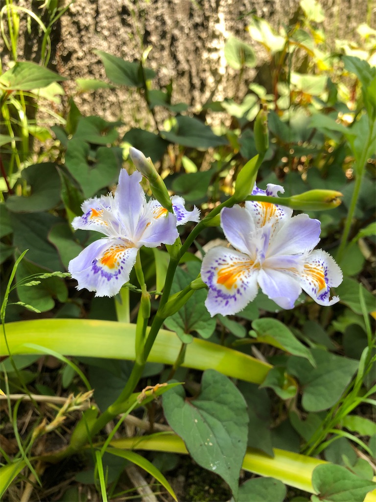 f:id:midorish:20190521130539j:image